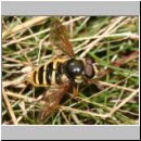 Sericomyia silentis - Gelbband-Torfschwebfliege m01.jpg